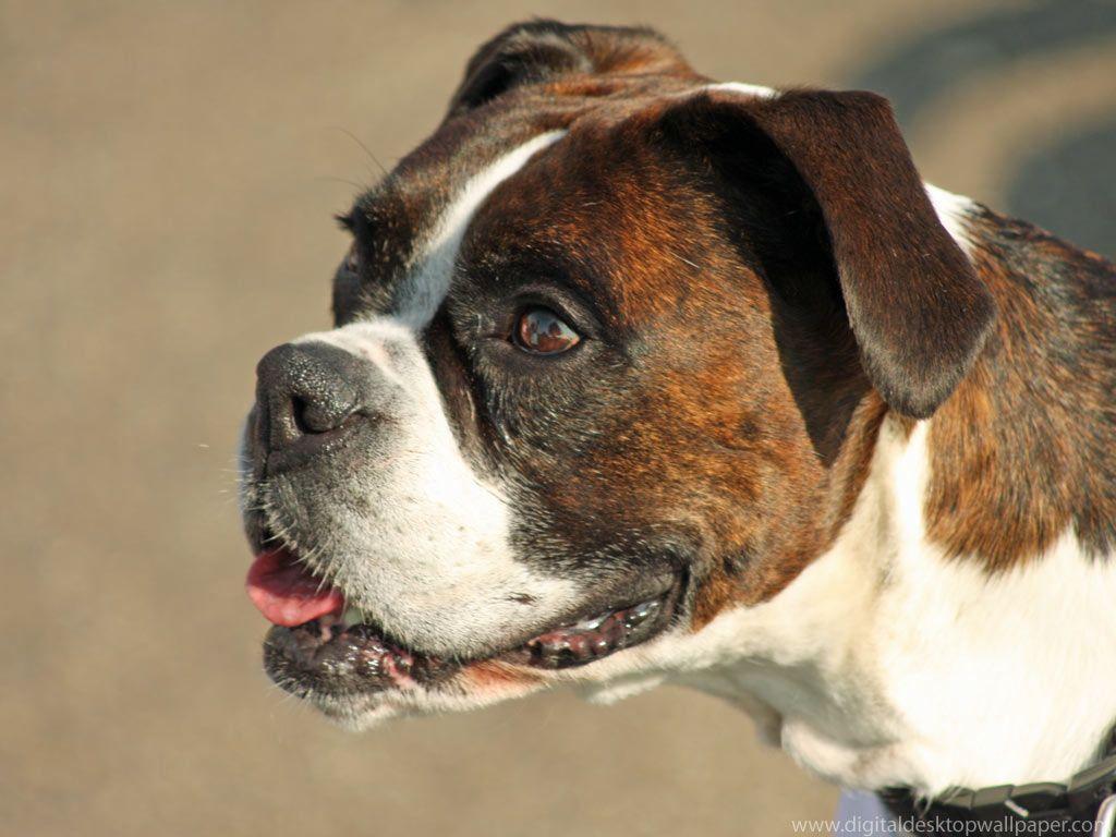 Boxer Dog Wallpapers Wallpaper Cave