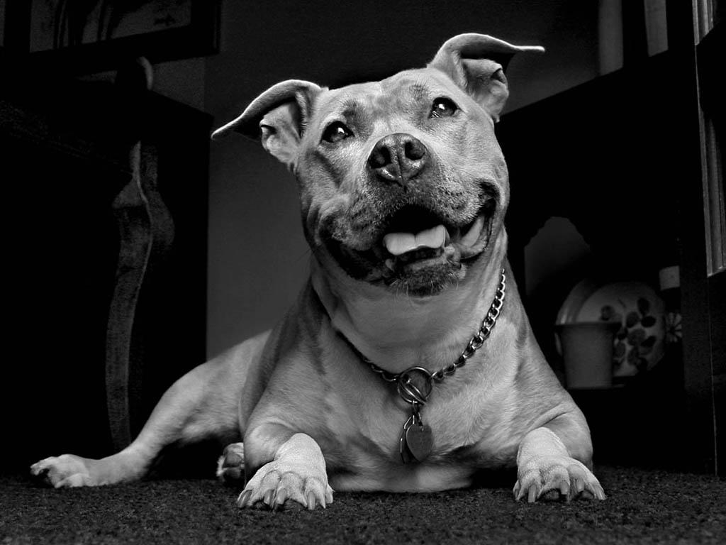 Pitbull Dog Wallpapers Wallpaper Cave