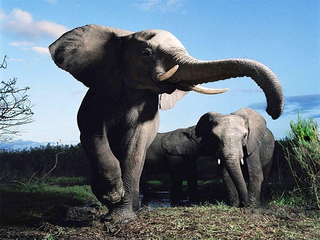 African Elephant Wallpapers Wallpaper Cave