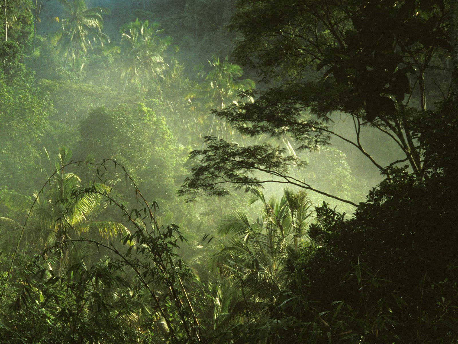 Tropical Rainforest Wallpapers Wallpaper Cave