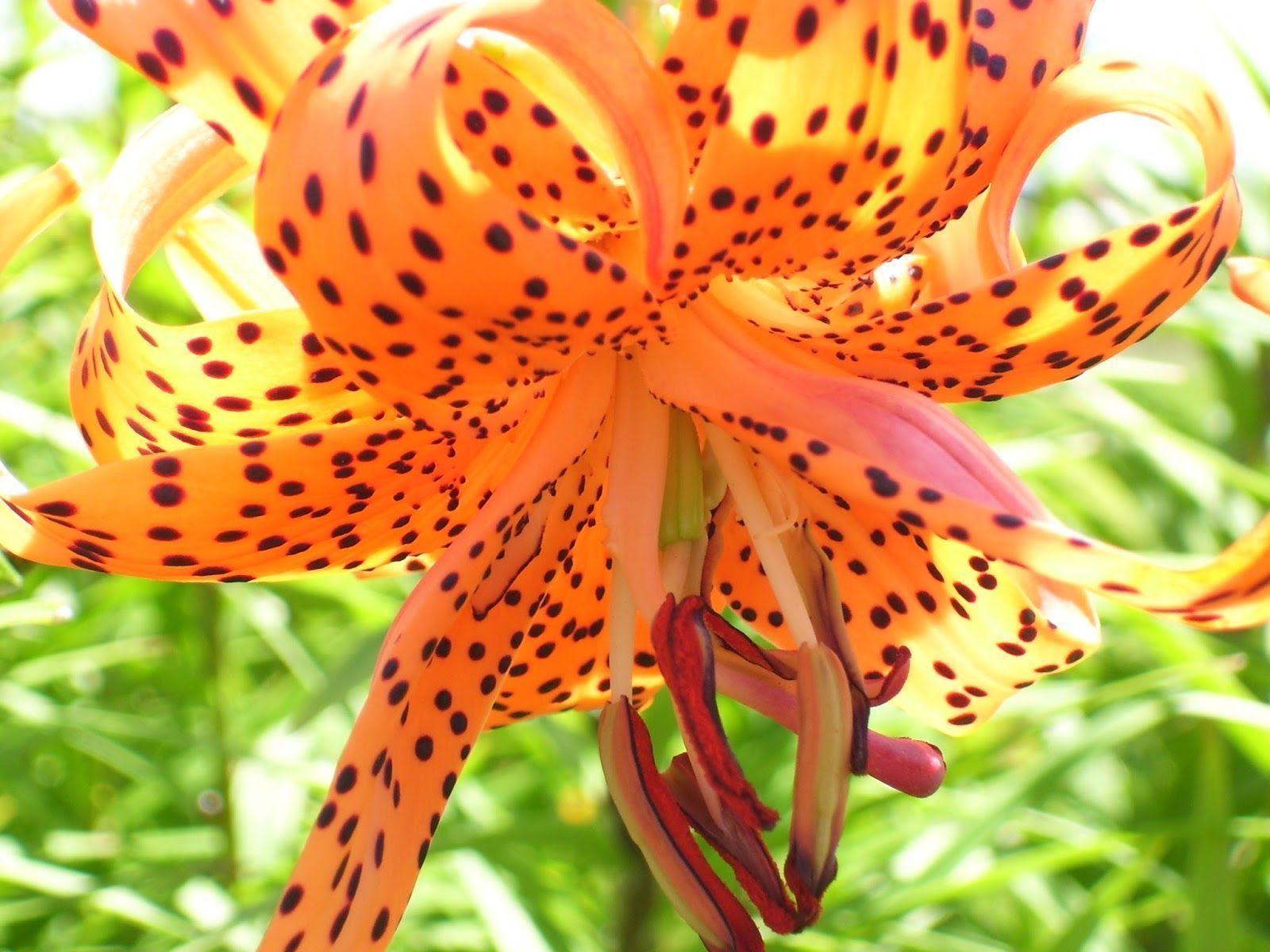 Tiger Lily Wallpapers Wallpaper Cave