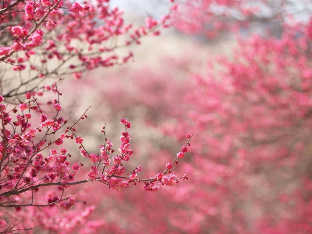Flower Tree Wallpapers - Wallpaper Cave