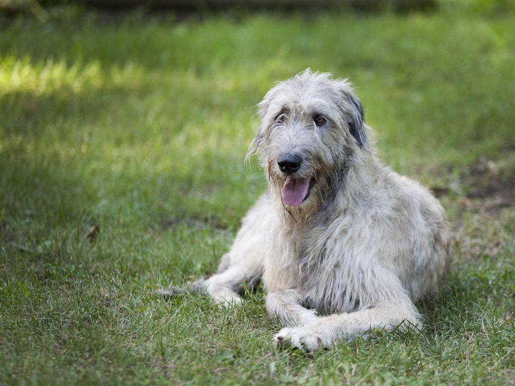 Irish Wolfhound Wallpapers Wallpaper Cave