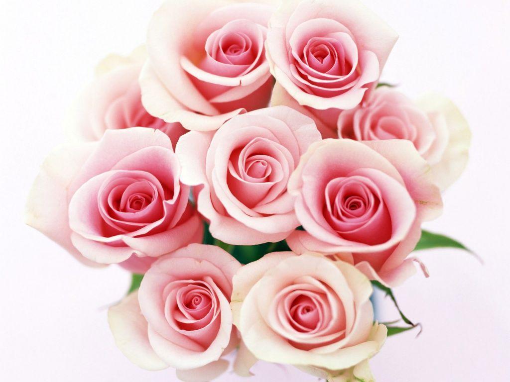 Pink Rose White Backgrounds Wallpaper Cave