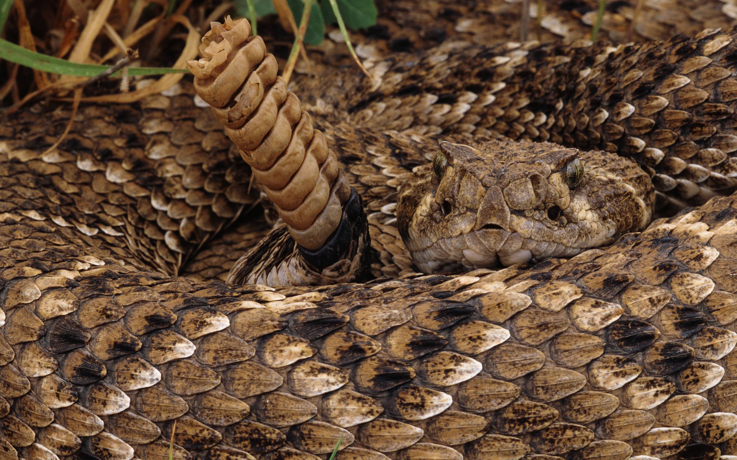 Rattlesnake Wallpapers Wallpaper Cave