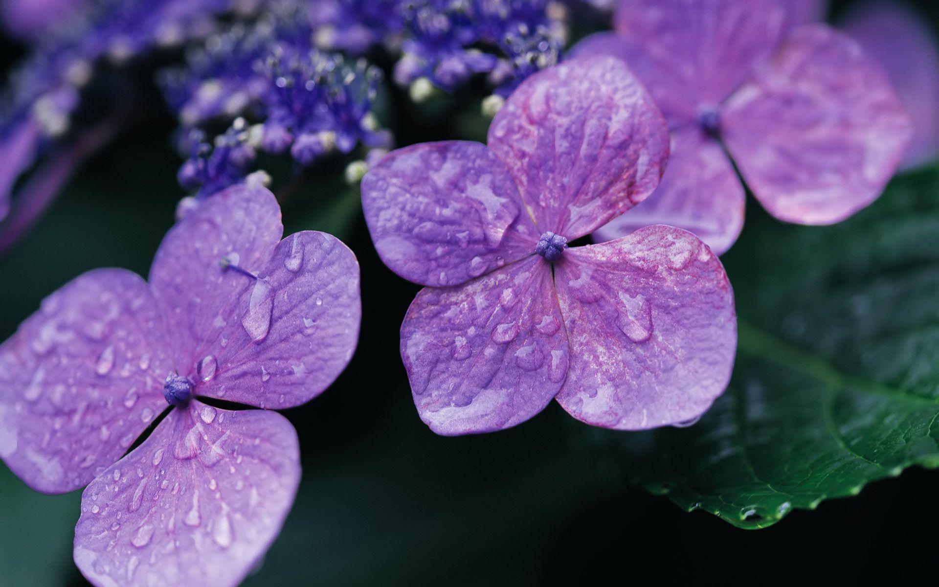 Hydrangea Wallpapers Wallpaper Cave