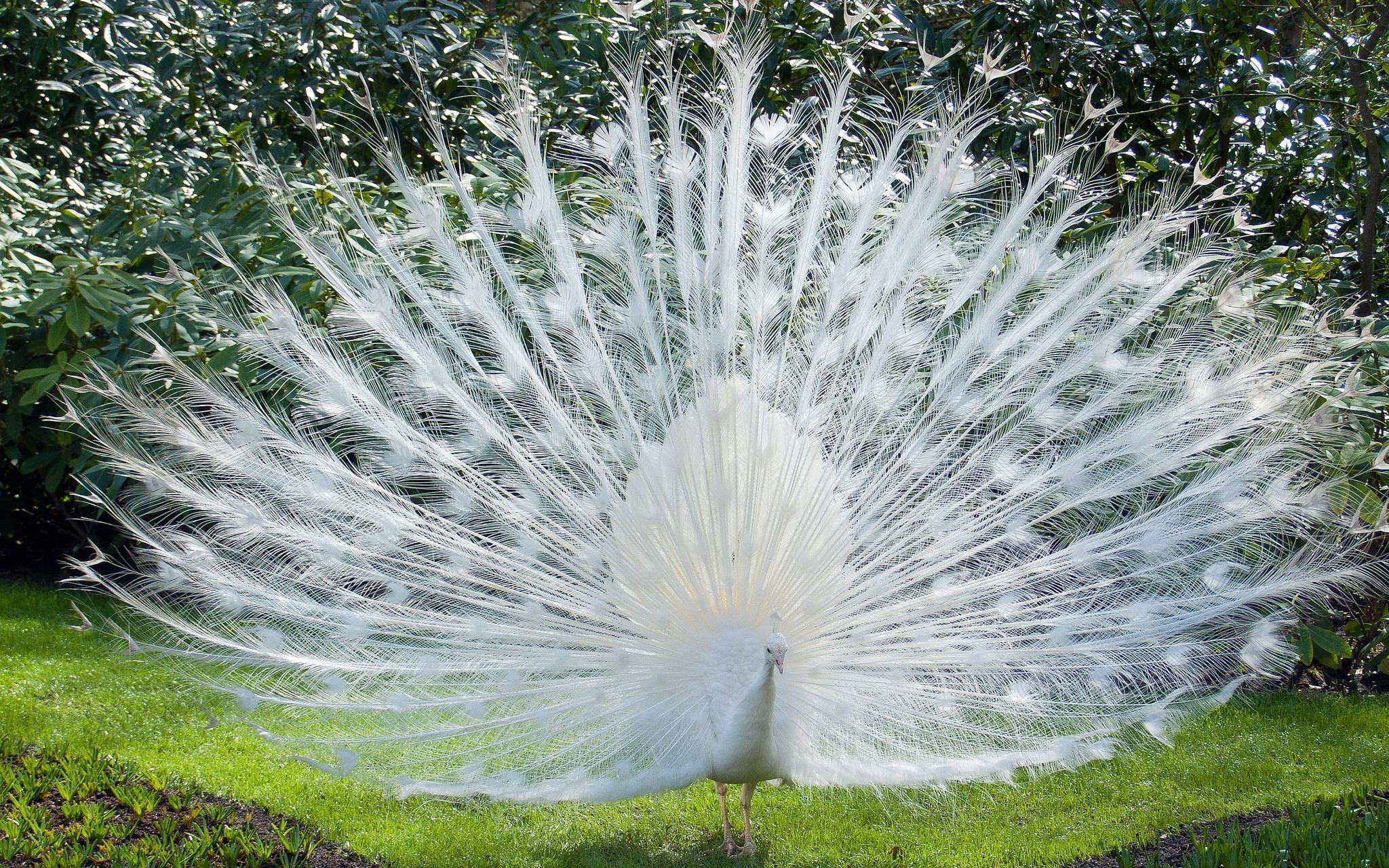 White Peacock Wallpapers Wallpaper Cave