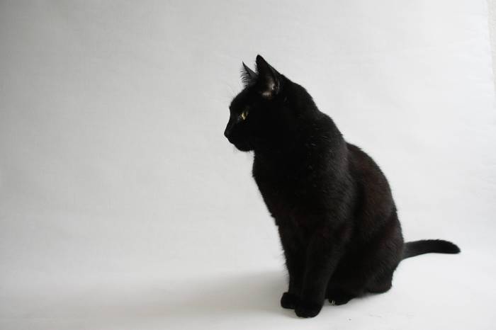 Black cats wallpapers cat wallpaper hd desktop 4k backgrounds