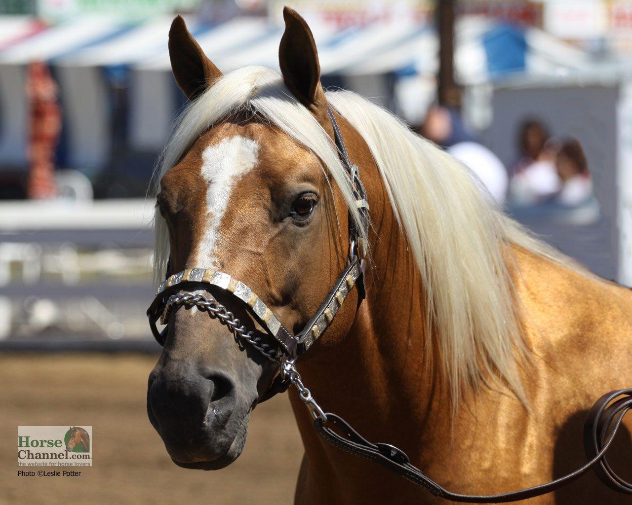 Quarter Horse Wallpapers Wallpaper Cave