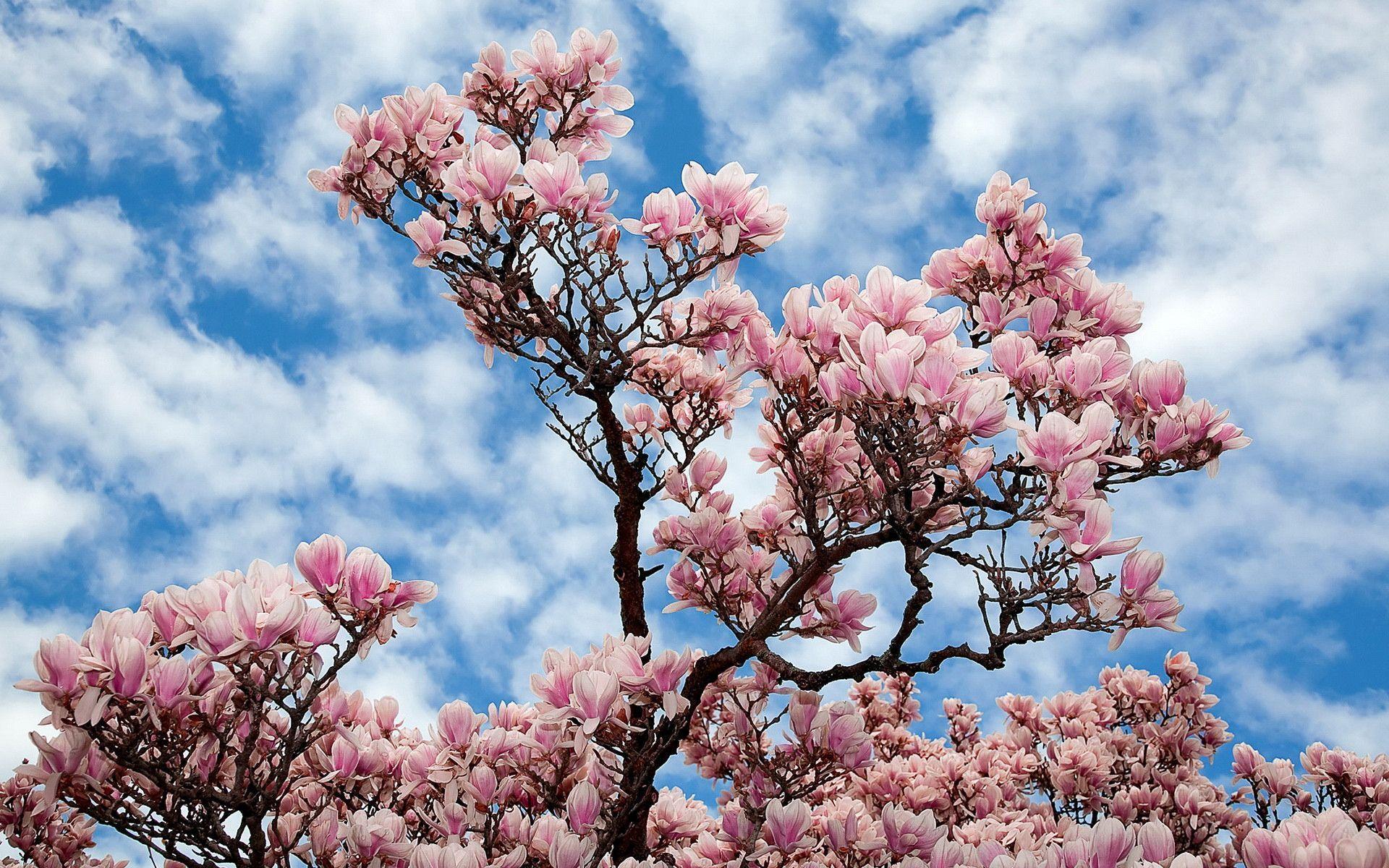 Magnolia Wallpapers Wallpaper Cave