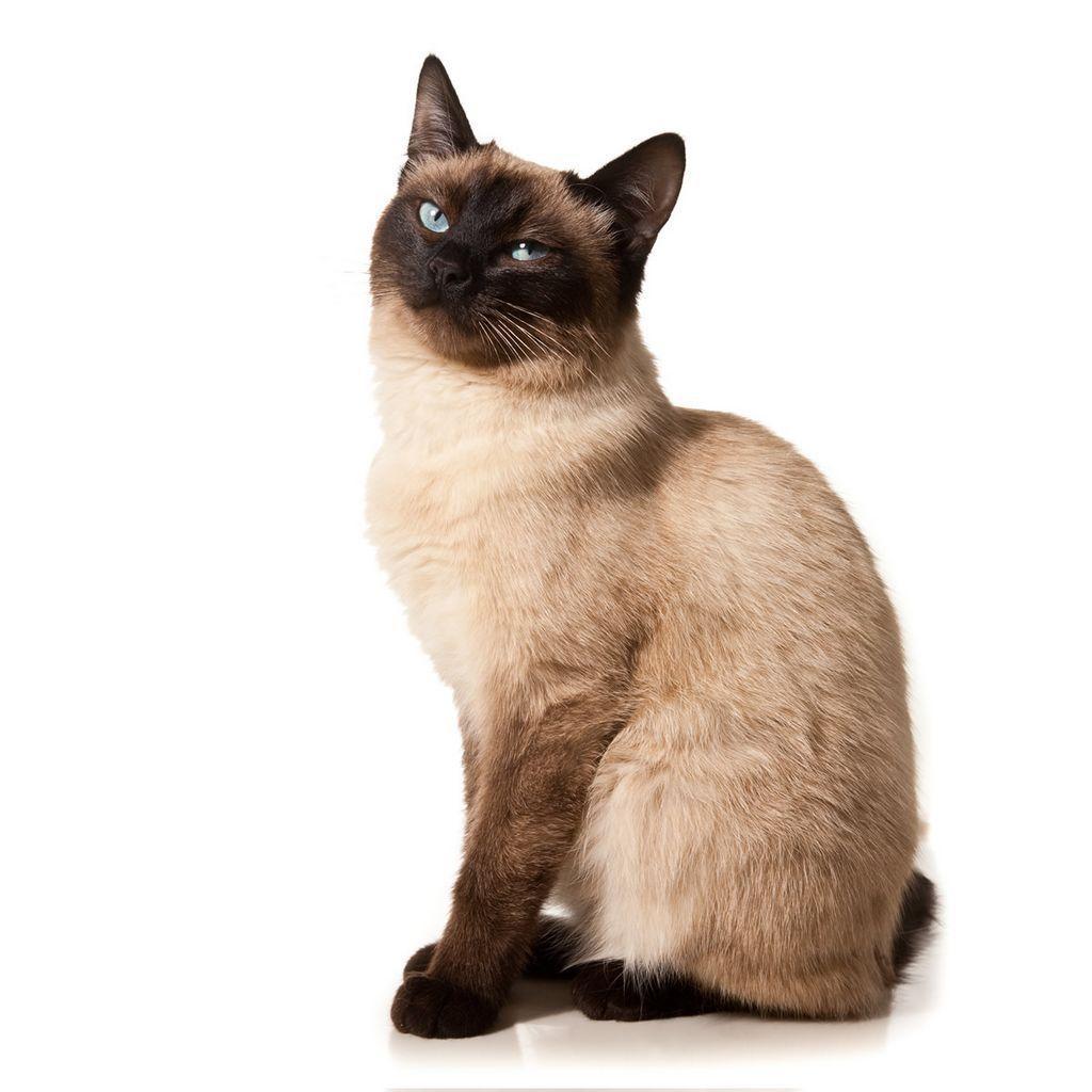 Siamese Cat Wallpapers Wallpaper Cave