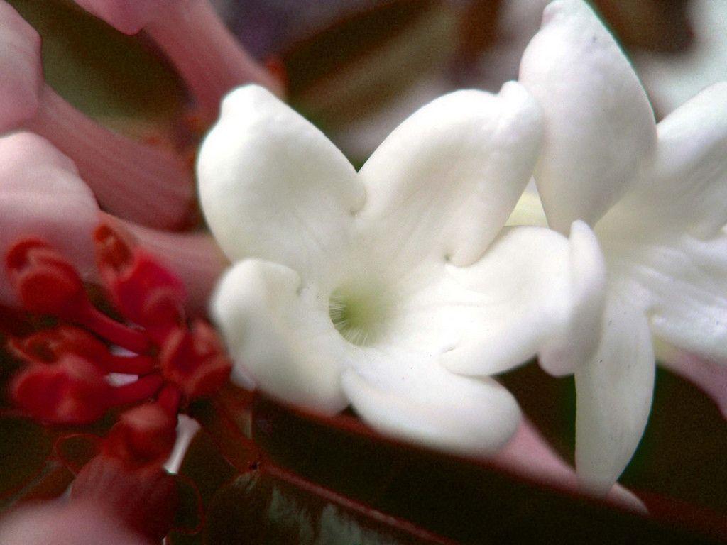 32+ Top Picks For Night Jasmine Flower Hd Wallpaper Easy Download Lumegram