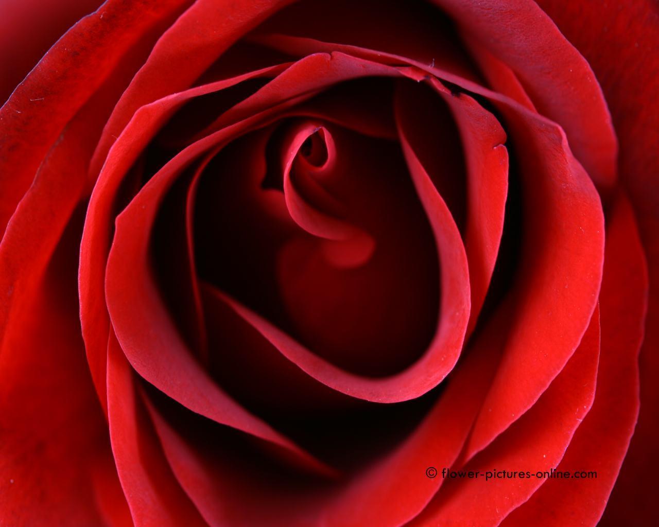 Red Rose Heart Wallpapers Wallpaper Cave