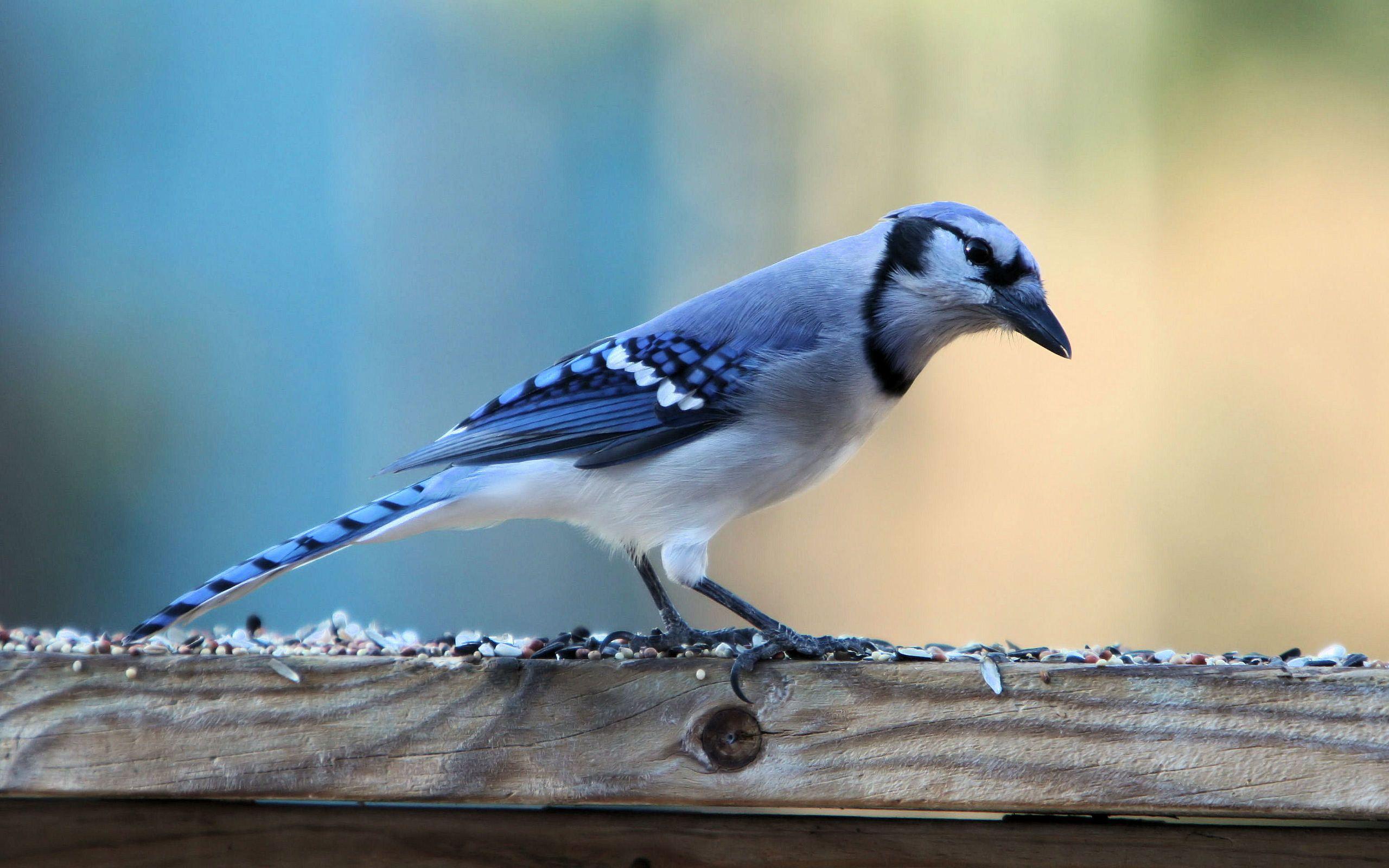 Blue Jay Wallpapers Wallpaper Cave
