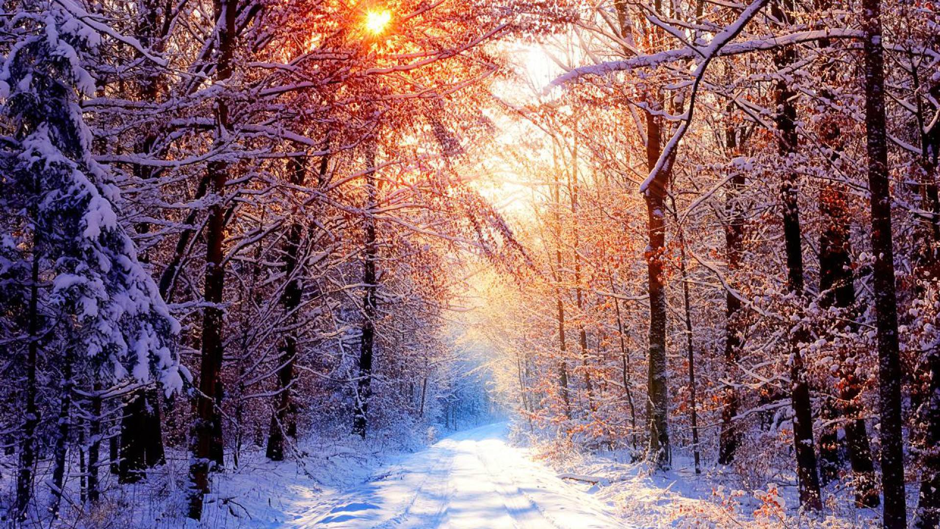 Snowy Forest Wallpapers Wallpaper Cave