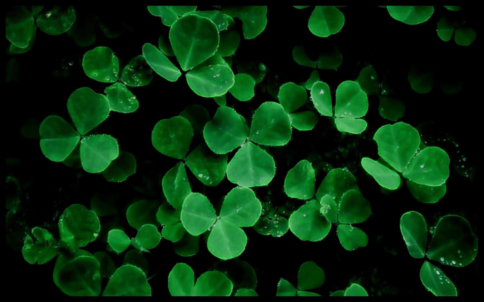 Clover Wallpapers Wallpaper Cave