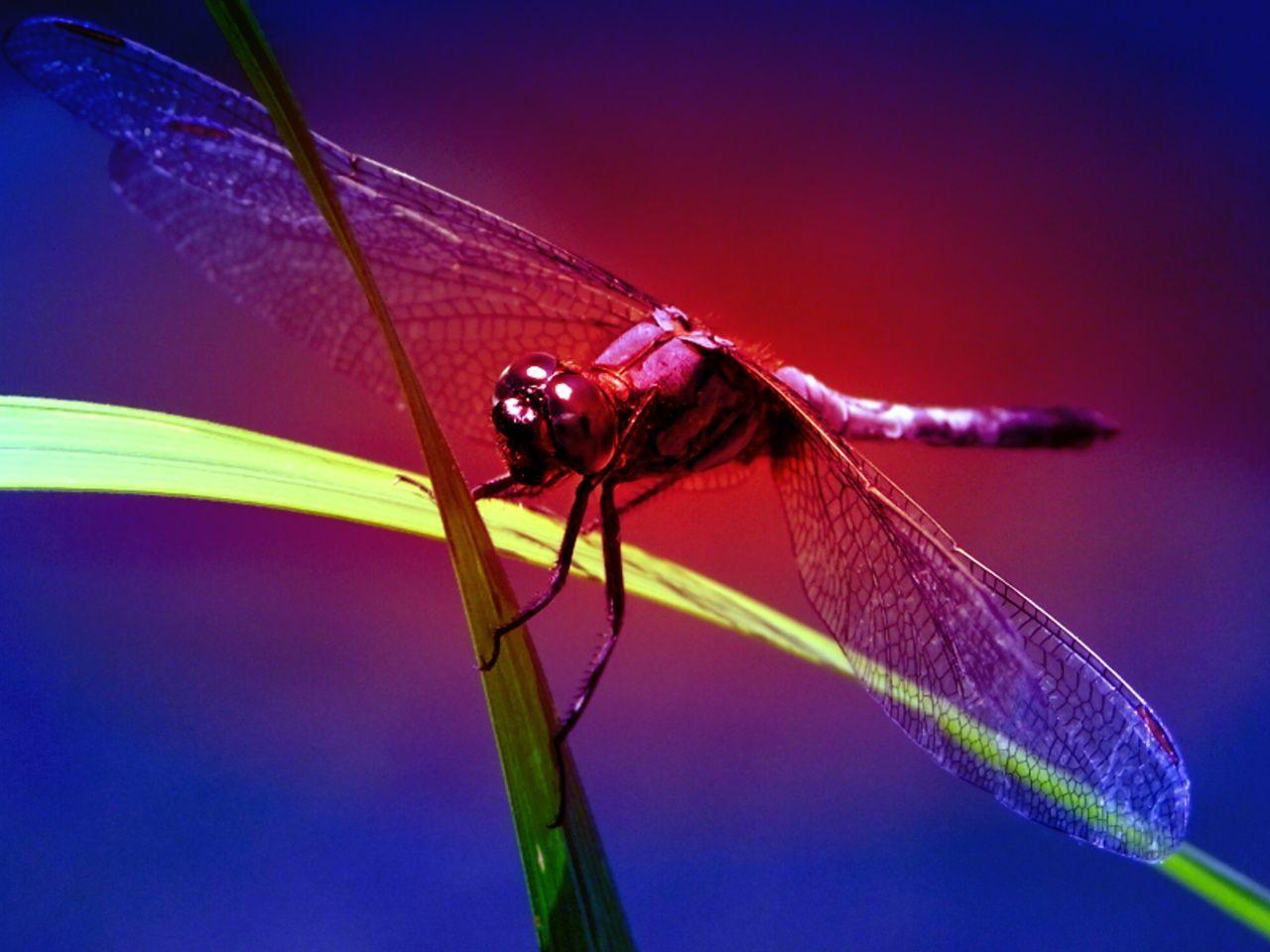 Wallpapers Dragonfly Wallpaper Cave