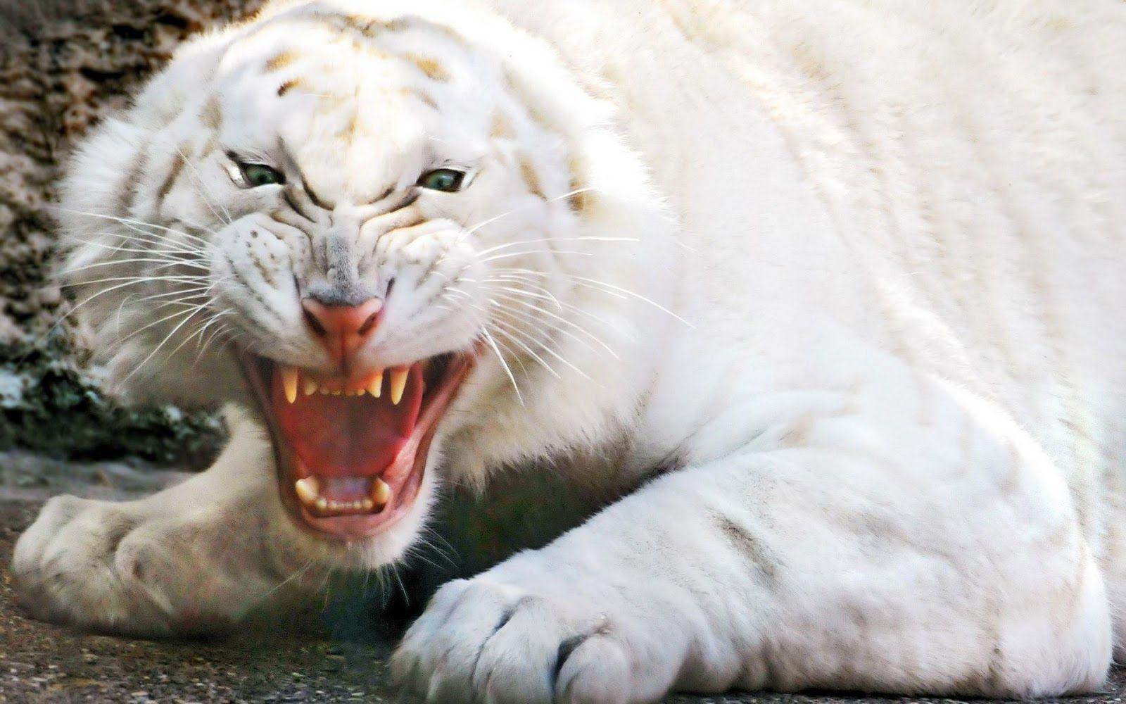 Wallpapers Of White Lion Wallpaper Cave