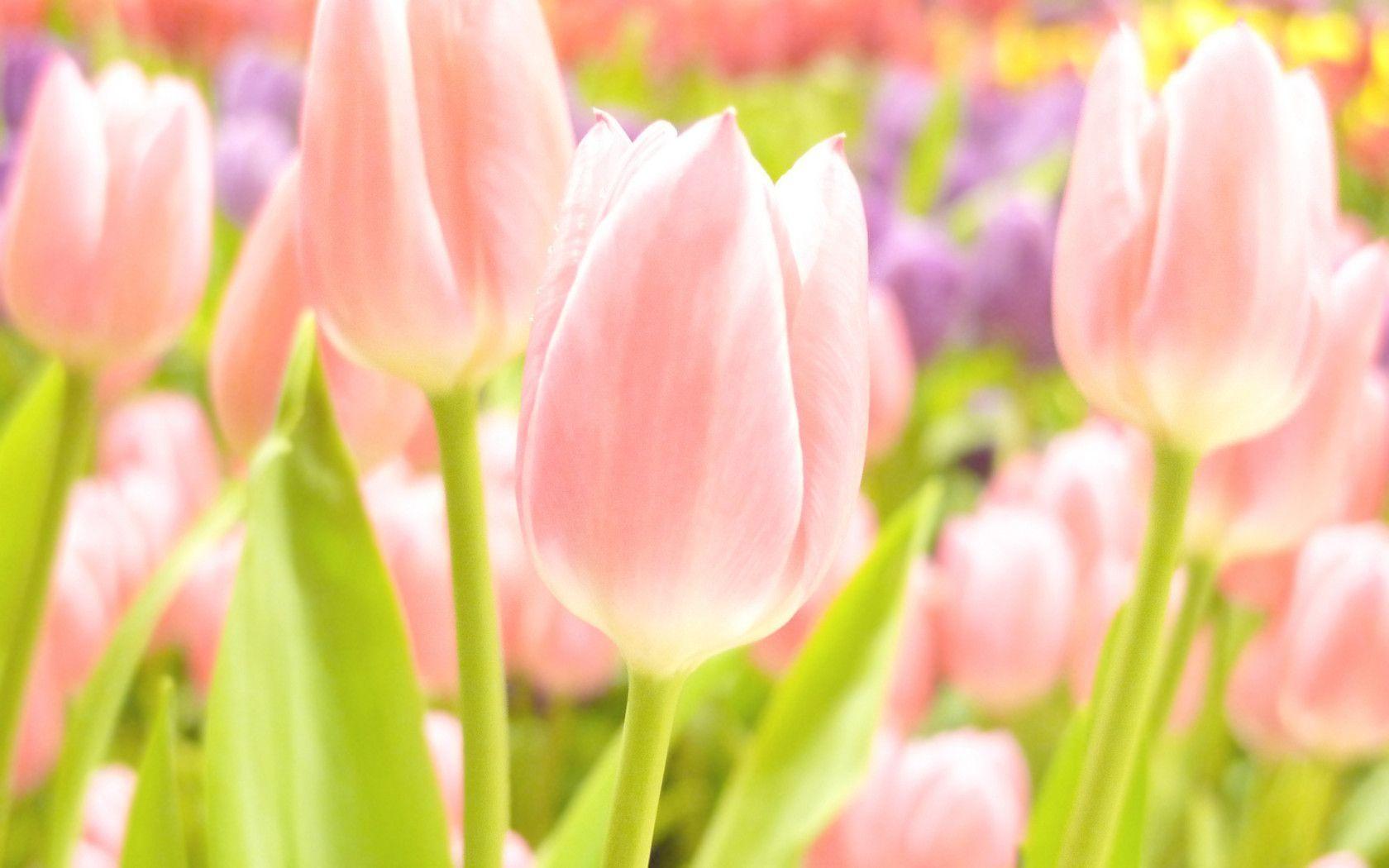 Pink Tulips Wallpapers Wallpaper Cave