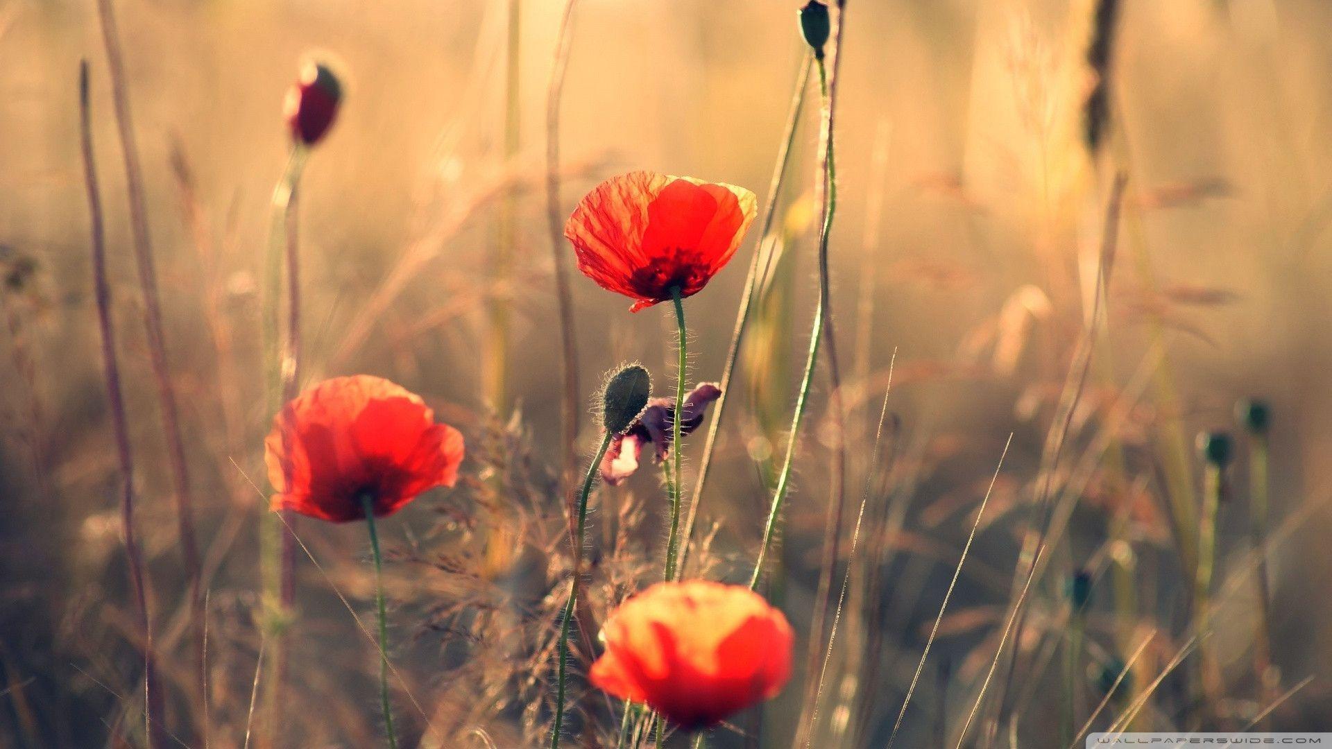 Red Poppy Wallpapers Wallpaper Cave