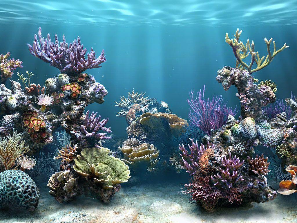 Coral Reef Wallpapers Wallpaper Cave