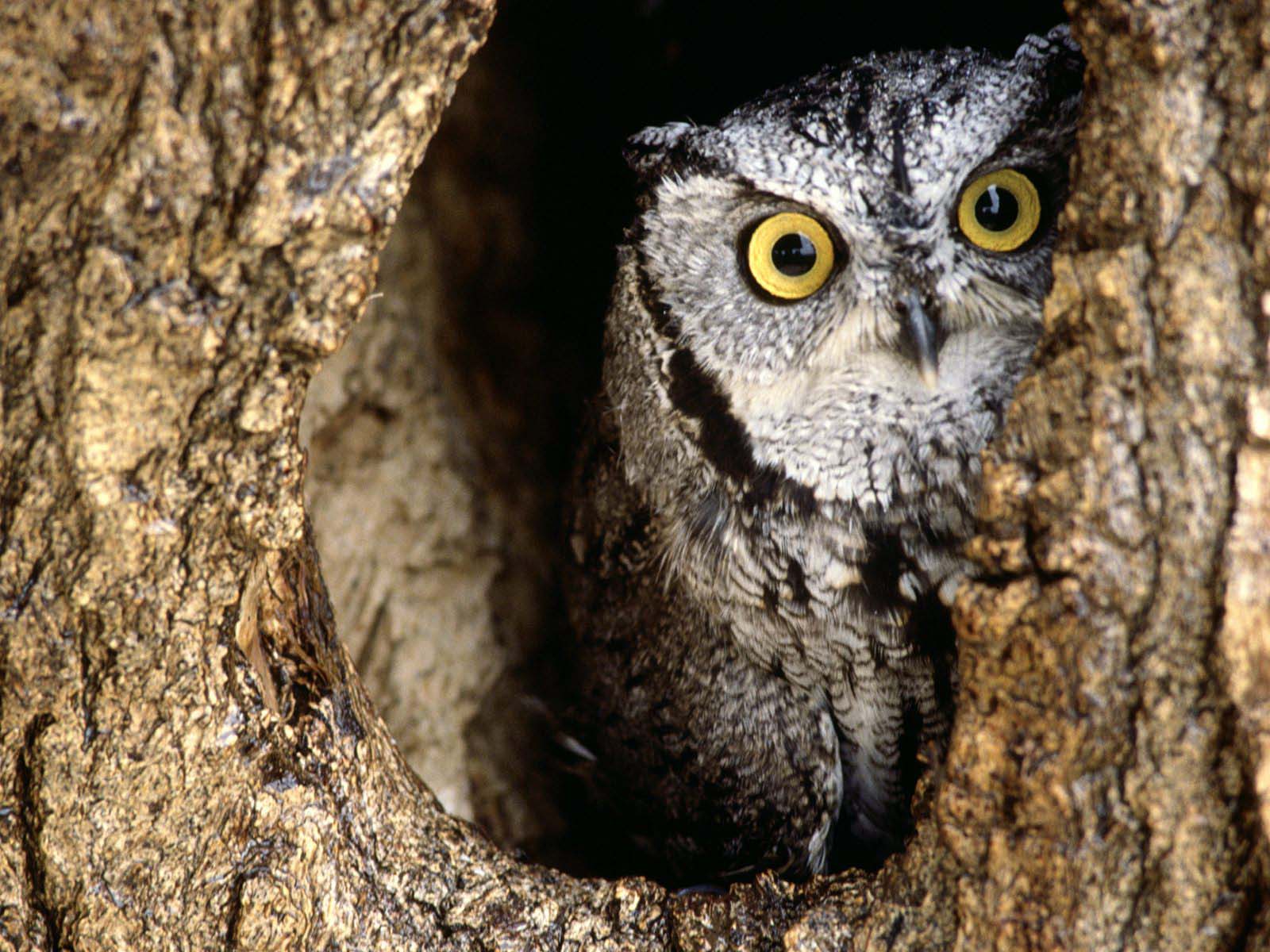 Free Owl Wallpapers Wallpaper Cave
