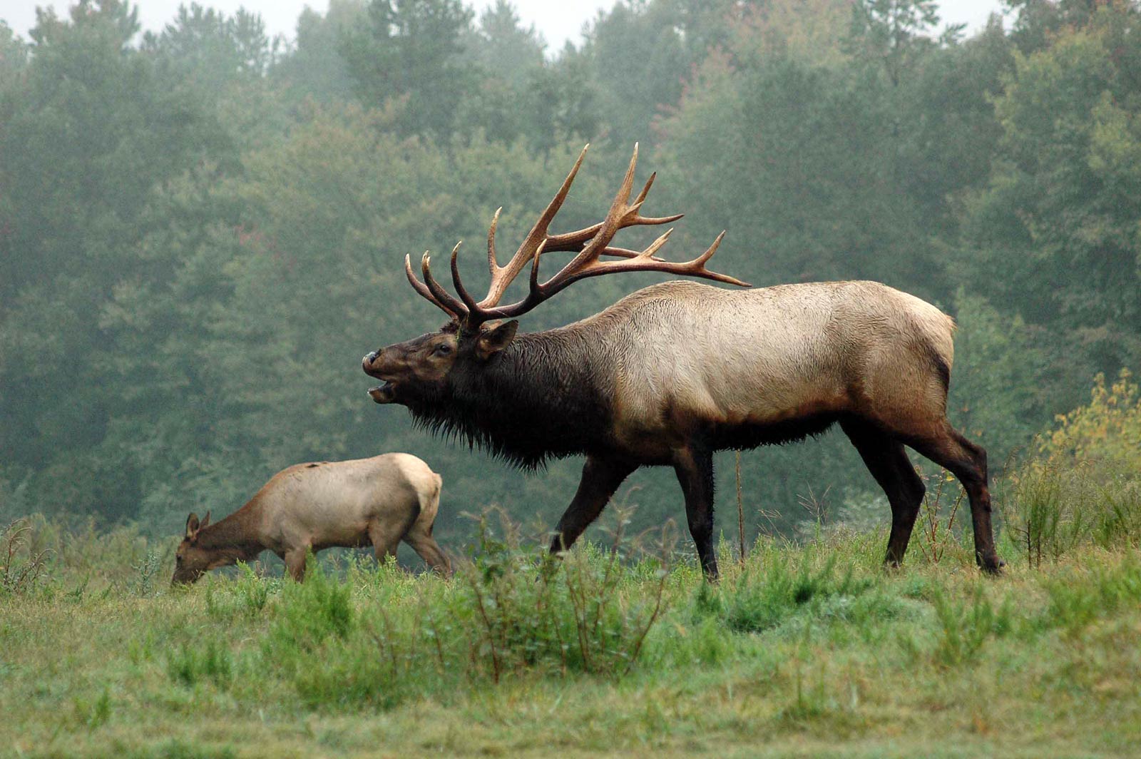 Elk Wallpapers Wallpaper Cave
