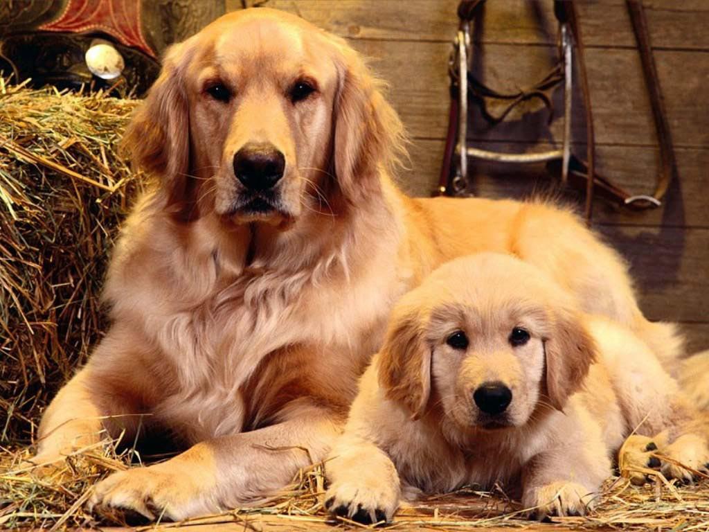 Golden Retriever Wallpapers Wallpaper Cave
