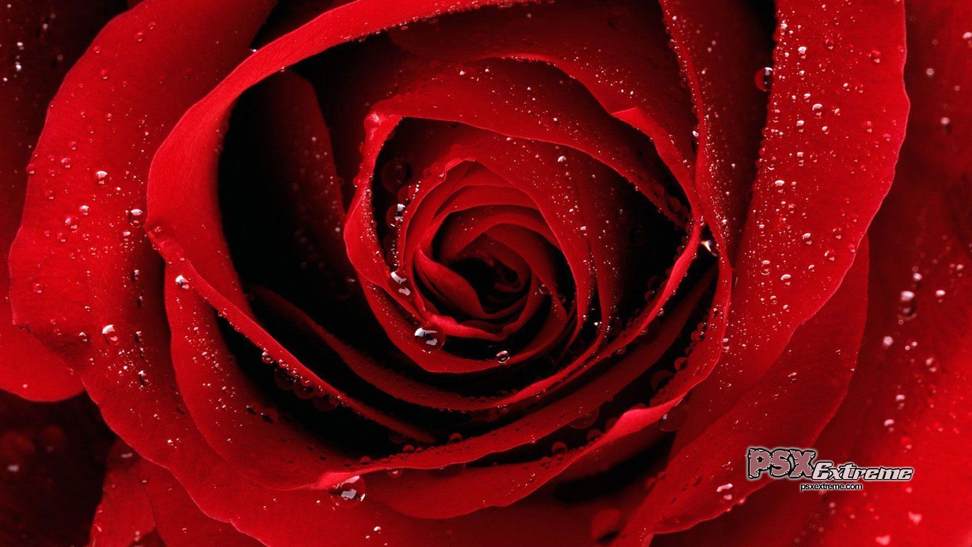 Wallpapers Red Rose Wallpaper Cave