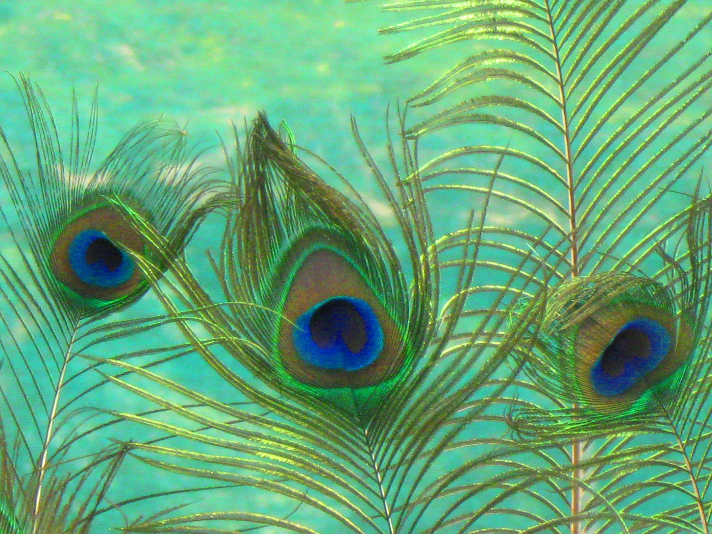 Peacock Feather Wallpapers Wallpaper Cave