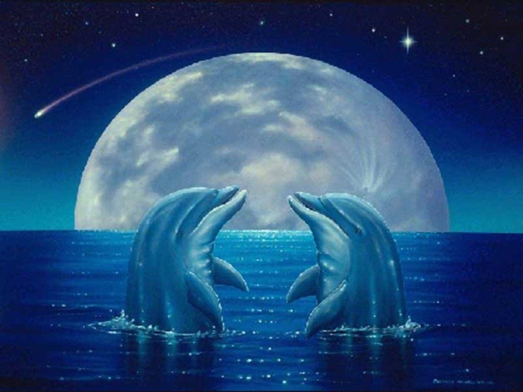 Cute Dolphin Wallpapers Wallpaper Cave
