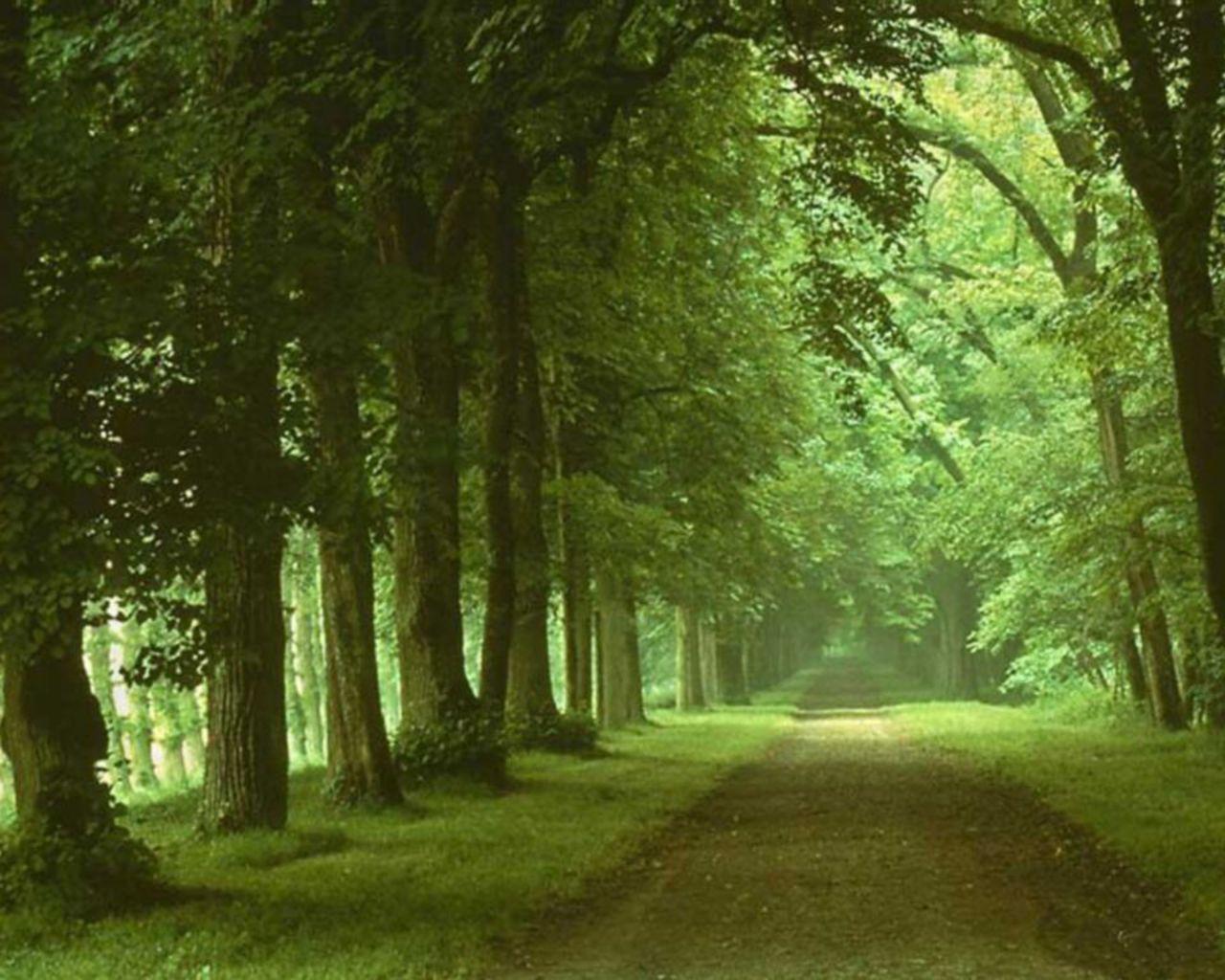 Green Forest Wallpapers Wallpaper Cave