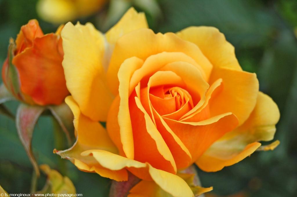 Yellow Rose Flower Wallpapers Wallpaper Cave
