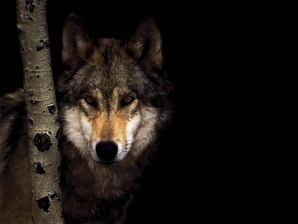 Gray Wolf Wallpapers Wallpaper Cave