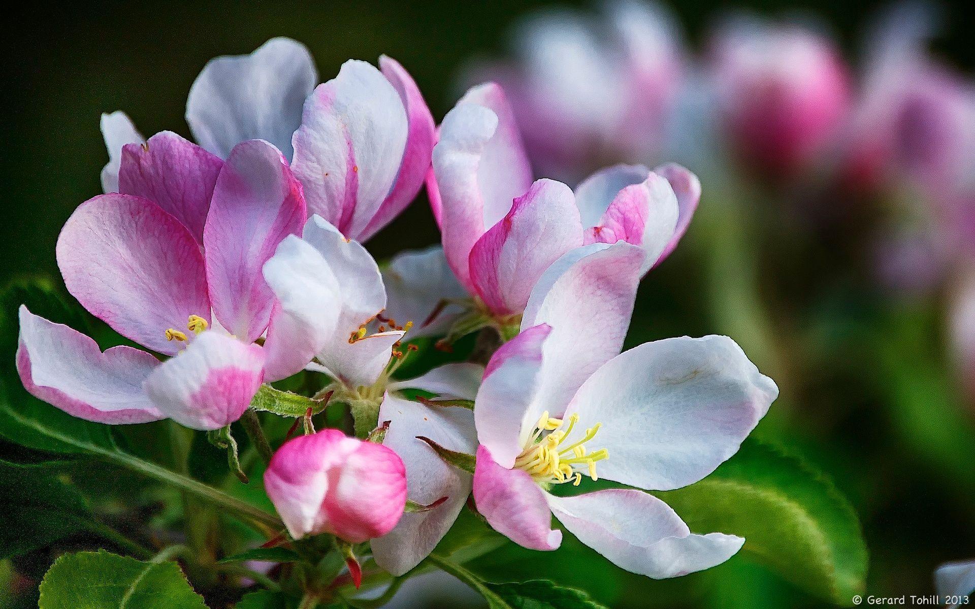 Apple Blossom Wallpapers Wallpaper Cave