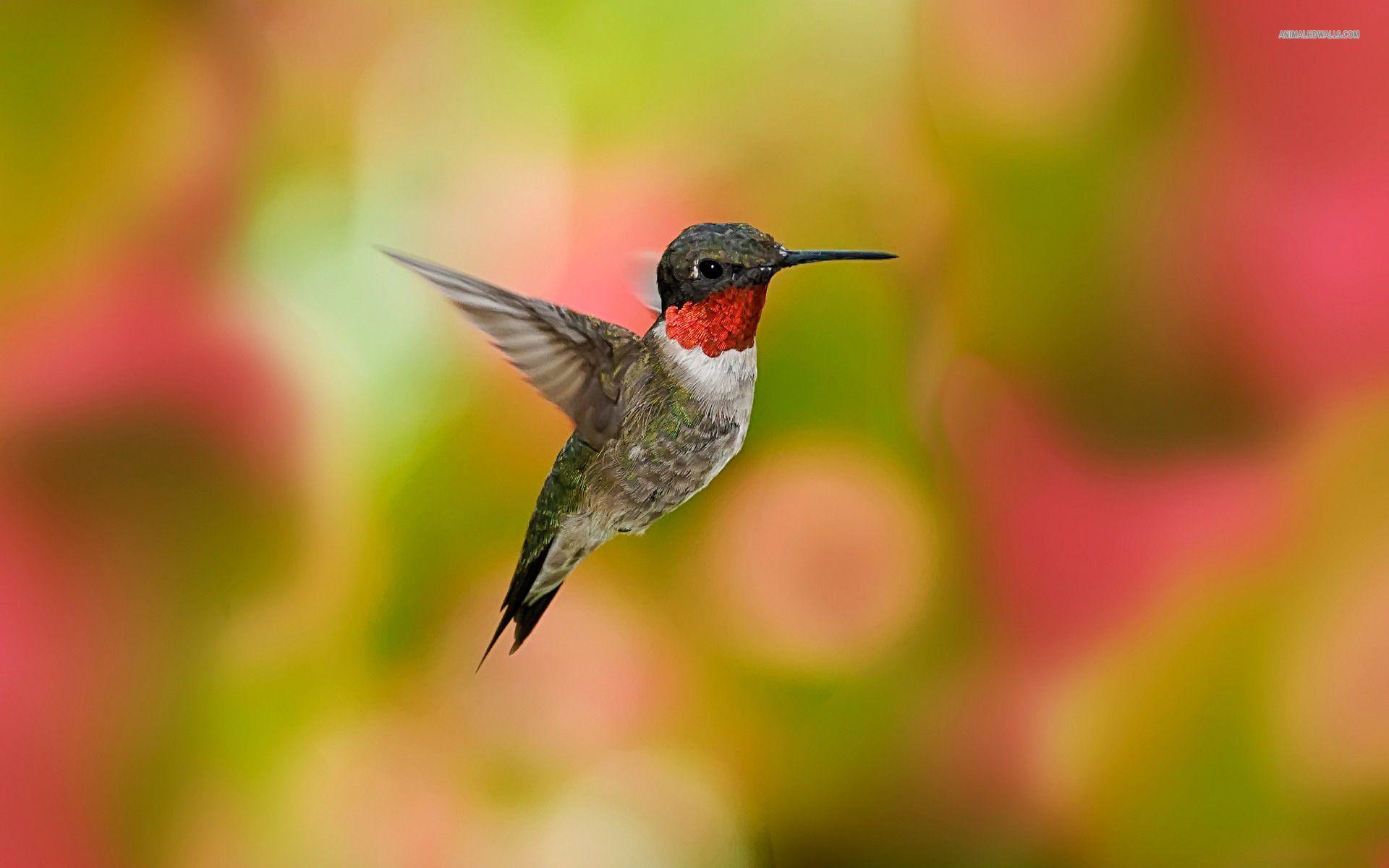 Hummingbird Wallpapers Wallpaper Cave