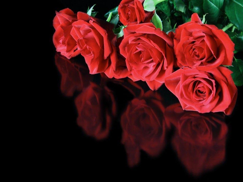 Red Rose On Black Backgrounds Wallpaper Cave