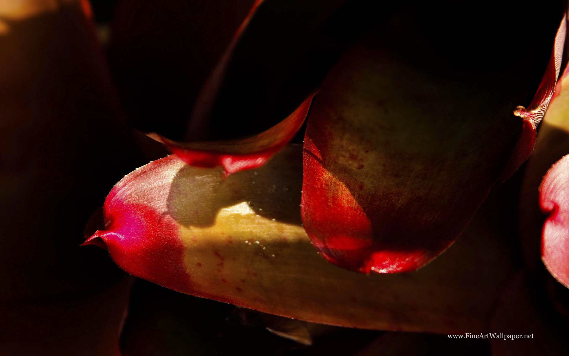 Fine Art Wallpapers Wallpaper Cave