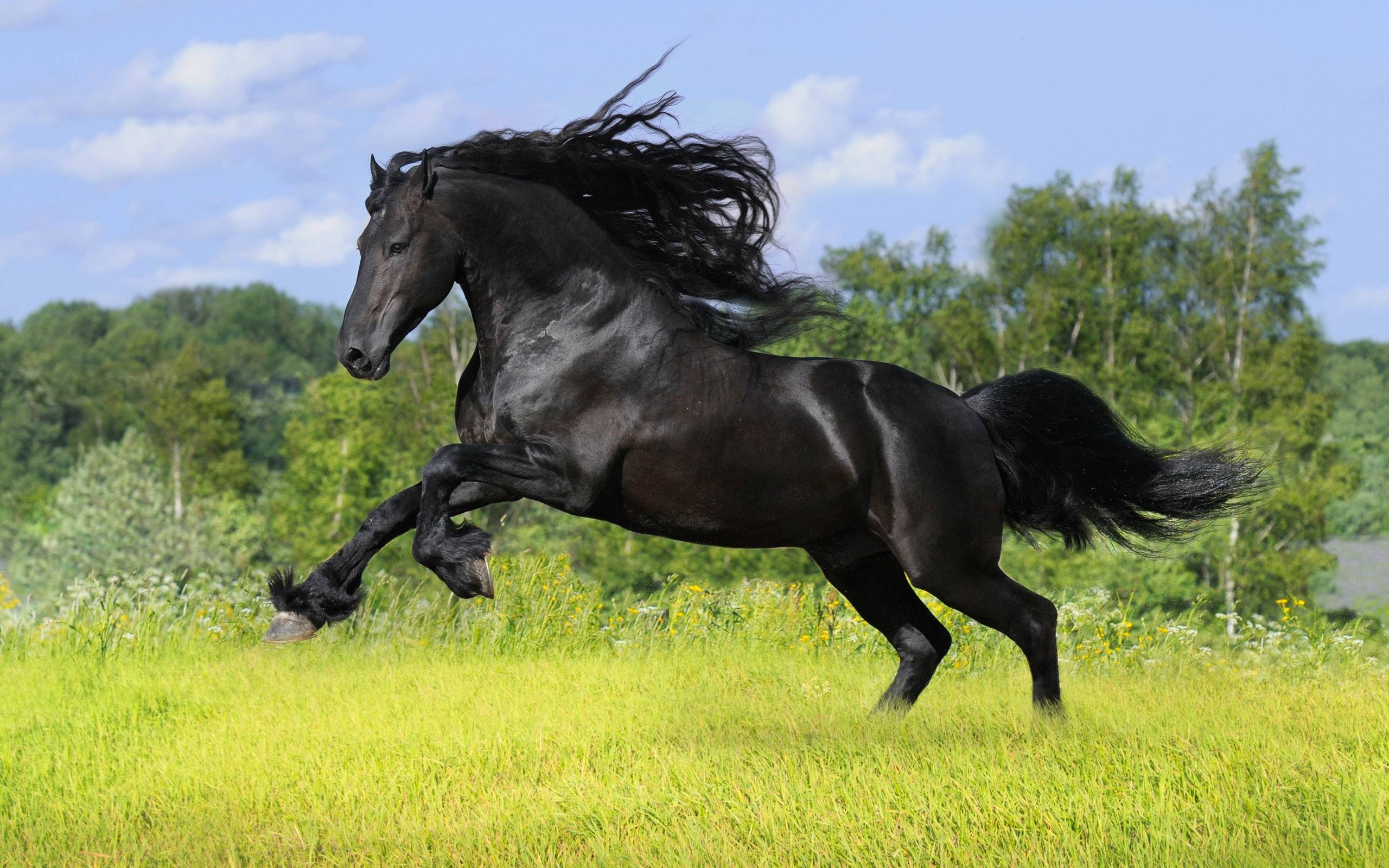 Black Horse Wallpapers Wallpaper Cave