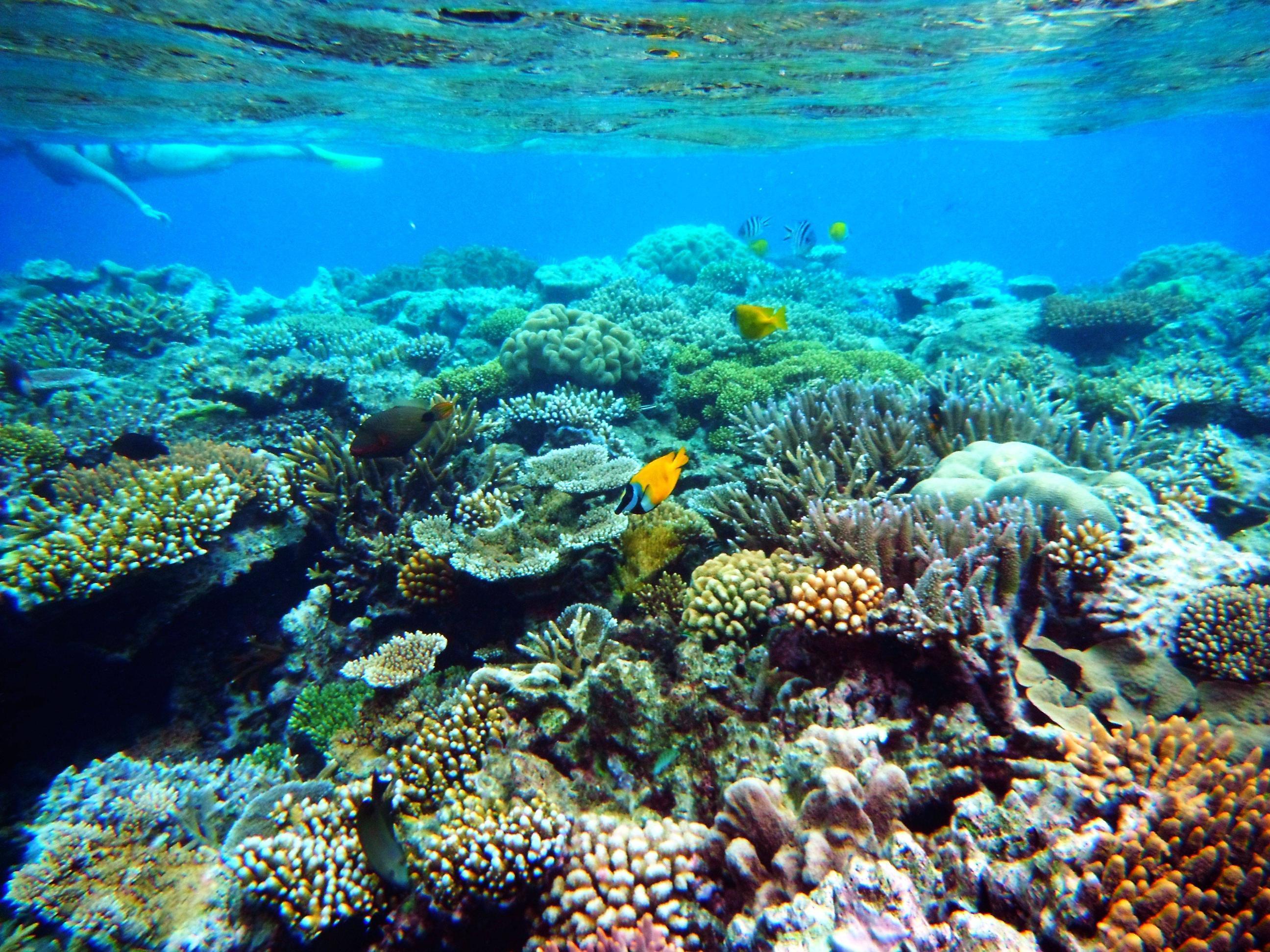 Great Barrier Reef Wallpapers Wallpaper Cave