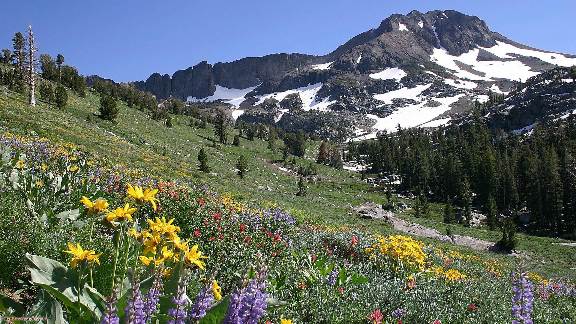 Spring Wallpapers 1920x1080 Wallpaper Cave