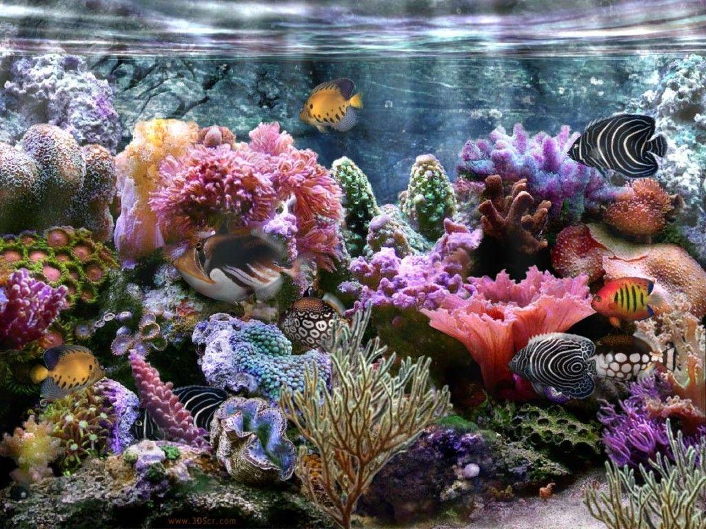 Coral Reef Wallpapers Wallpaper Cave
