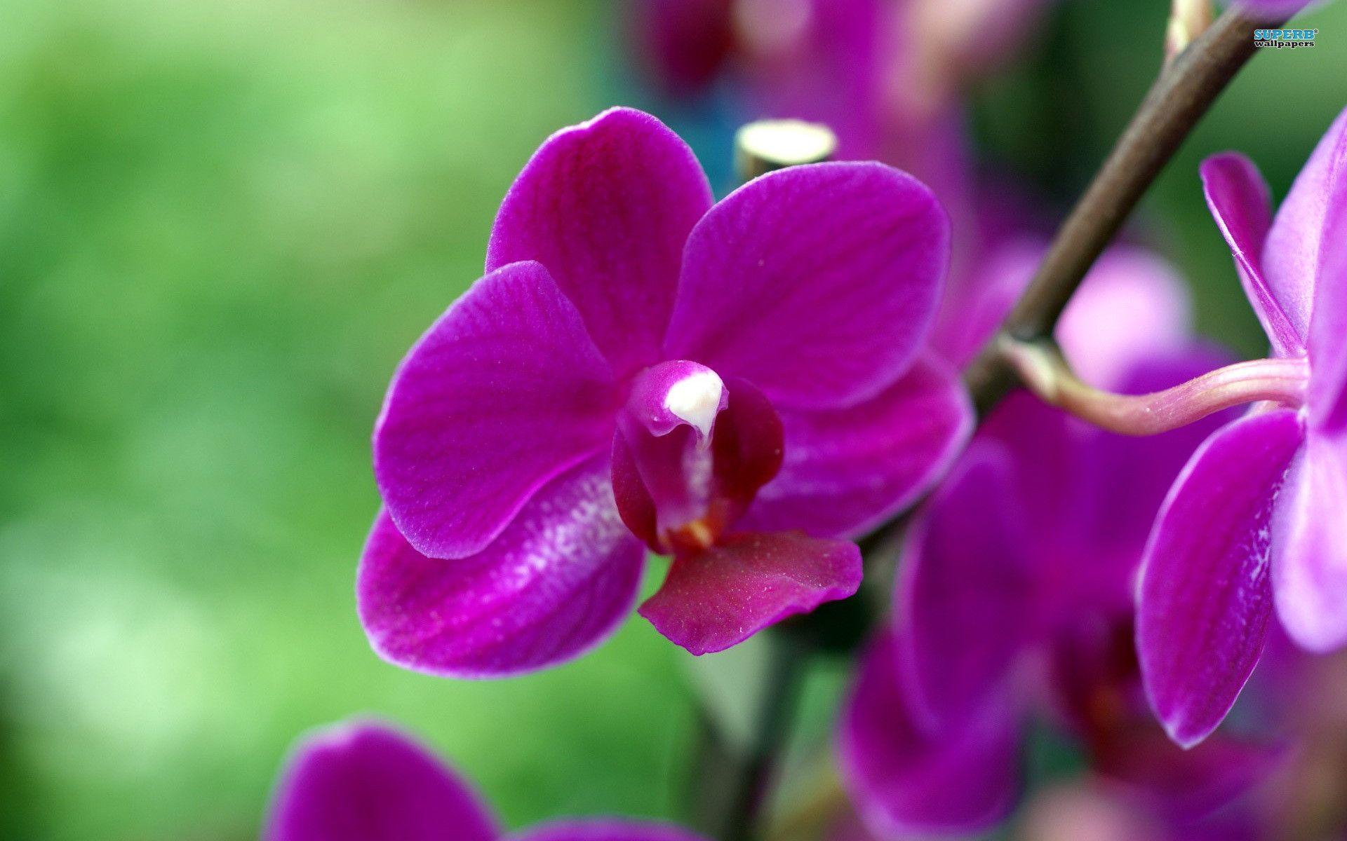 Purple Orchid Wallpapers Wallpaper Cave