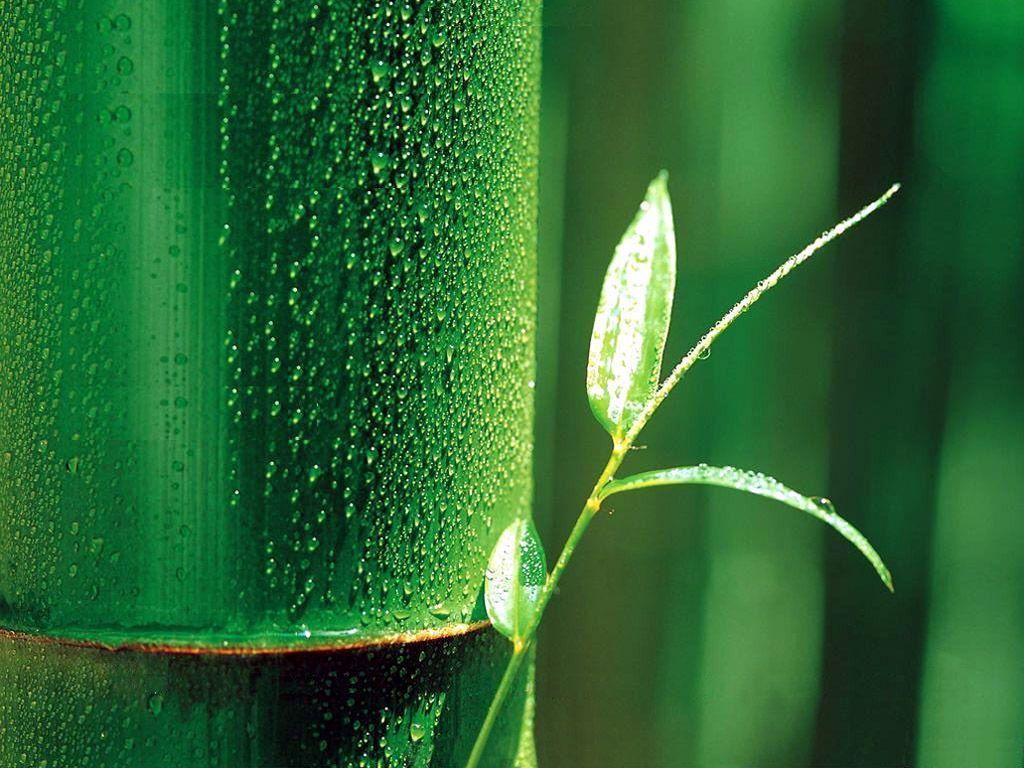 Green Bamboo Wallpapers Wallpaper Cave