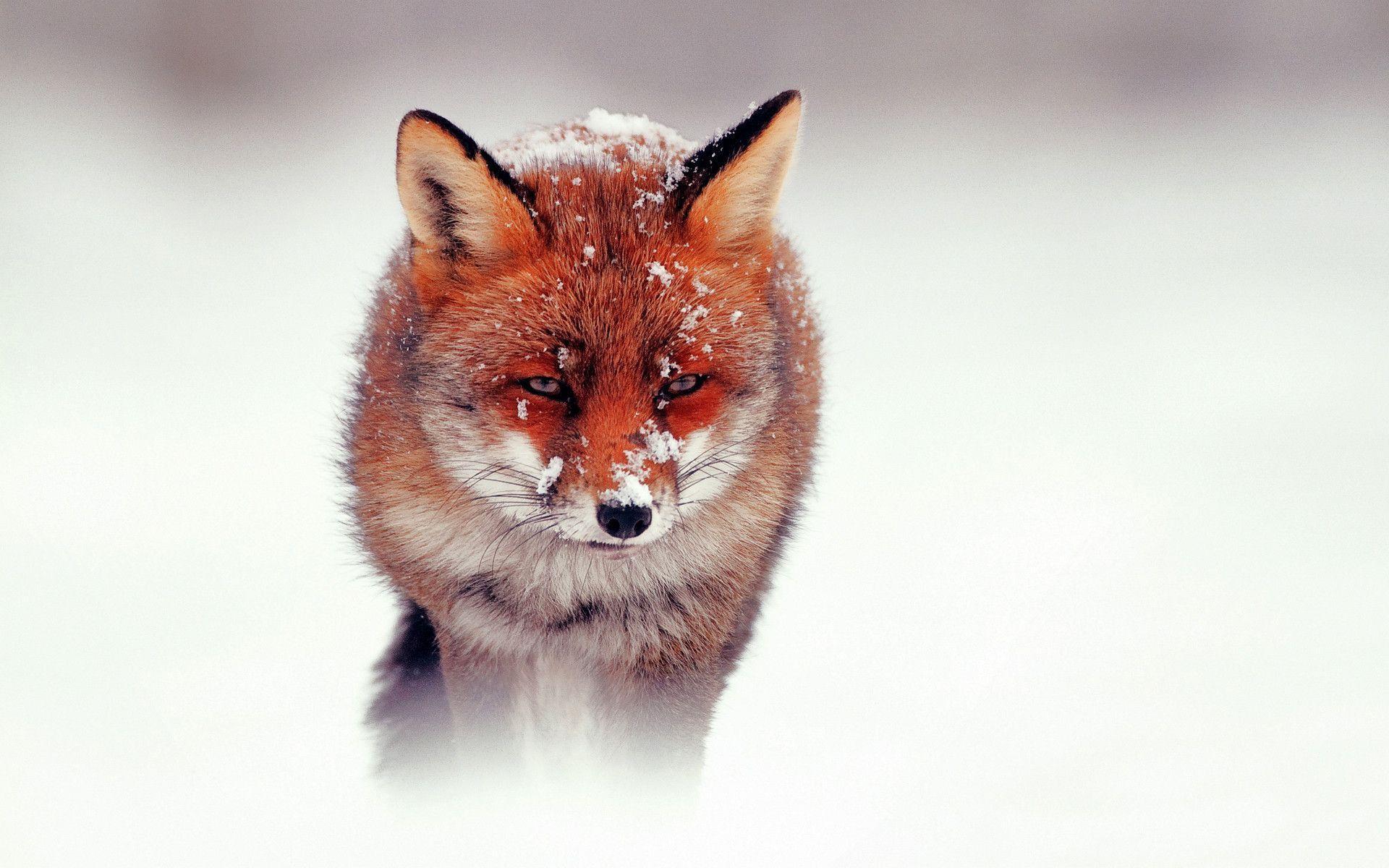 Red Fox Wallpapers Wallpaper Cave
