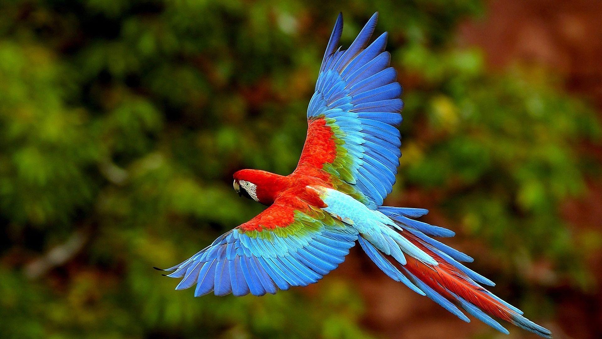 Parrot Wallpapers Wallpaper Cave