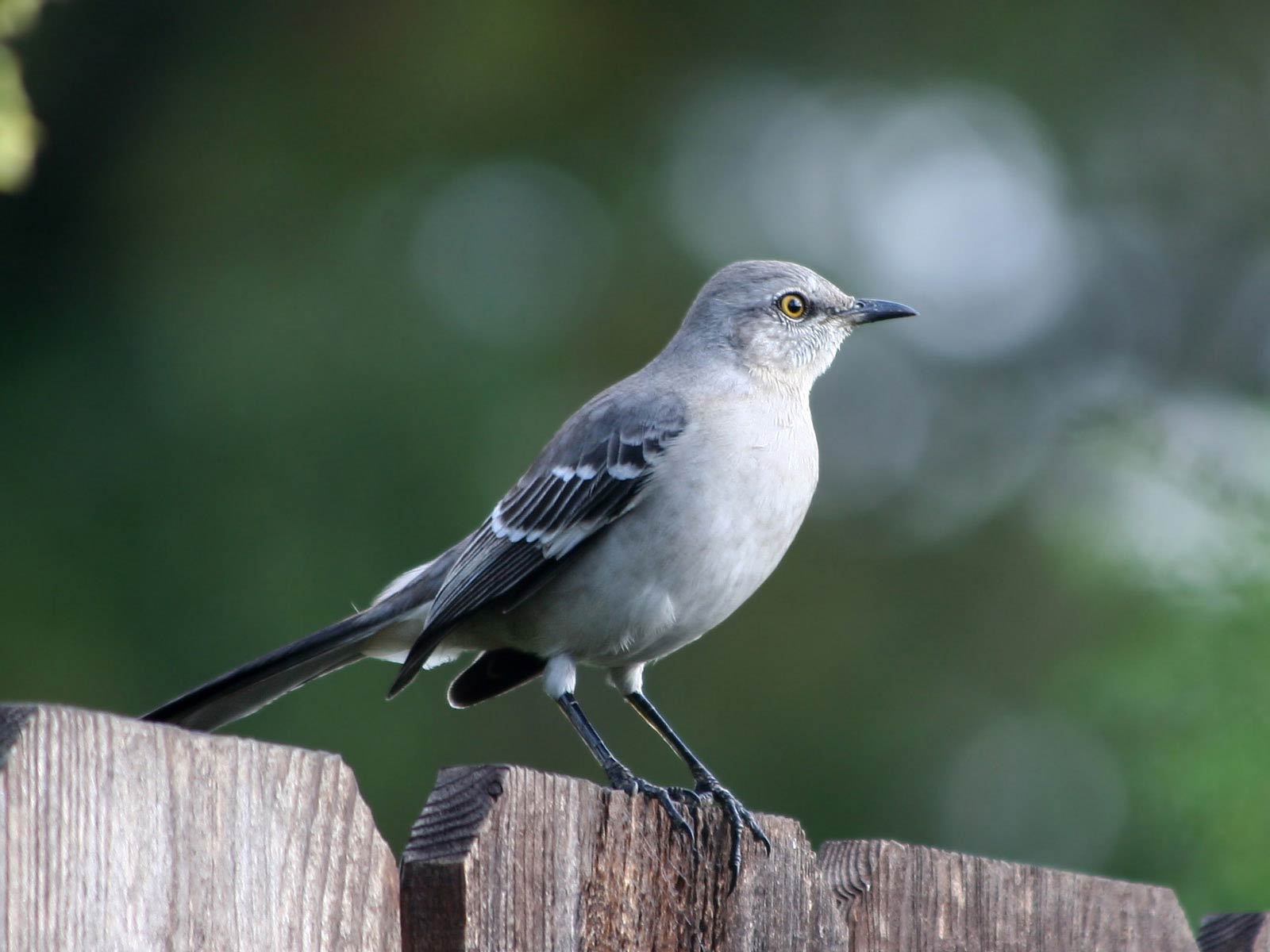 Mockingbird Wallpapers Wallpaper Cave