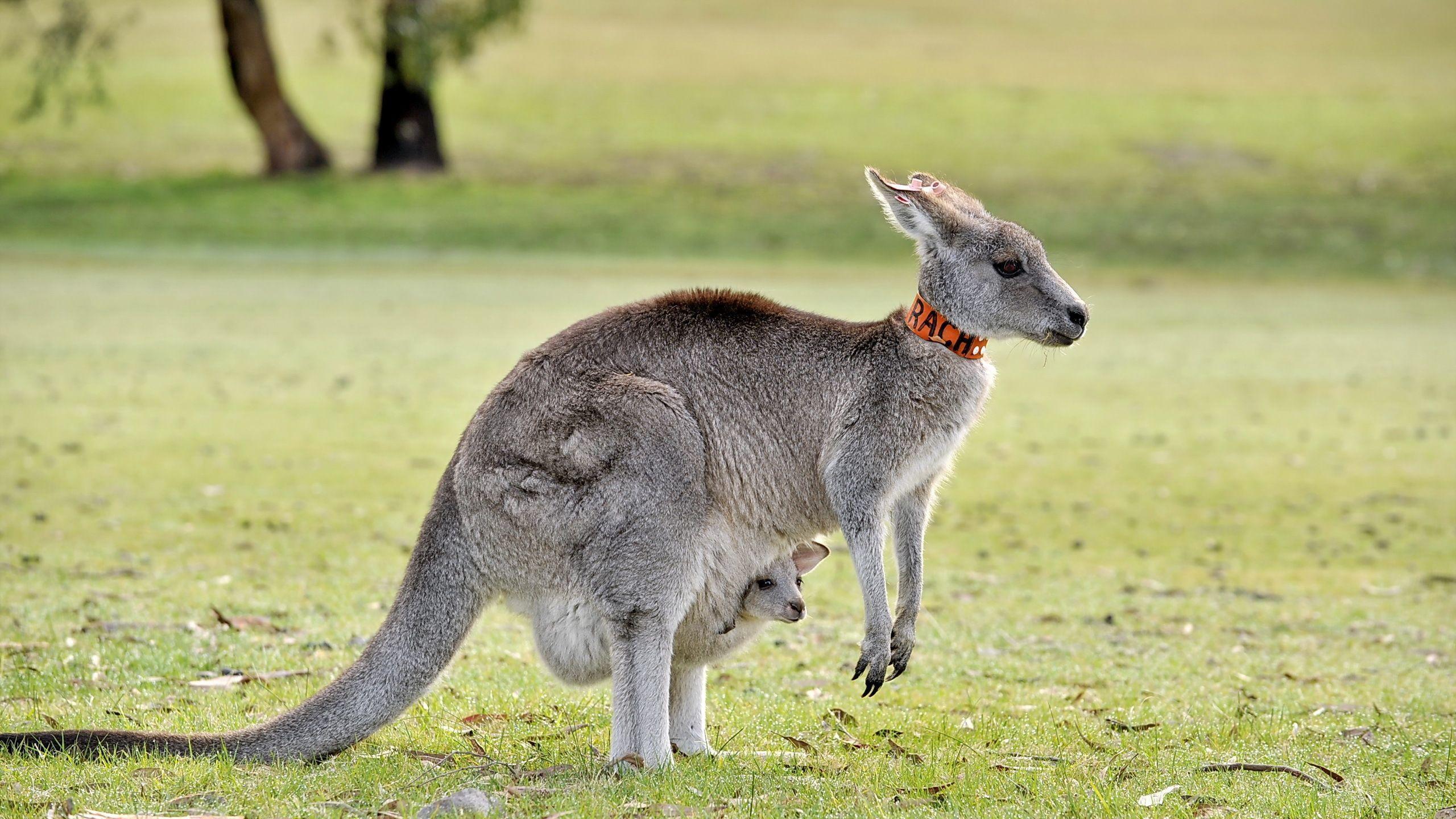 Kangaroo Wallpapers Wallpaper Cave