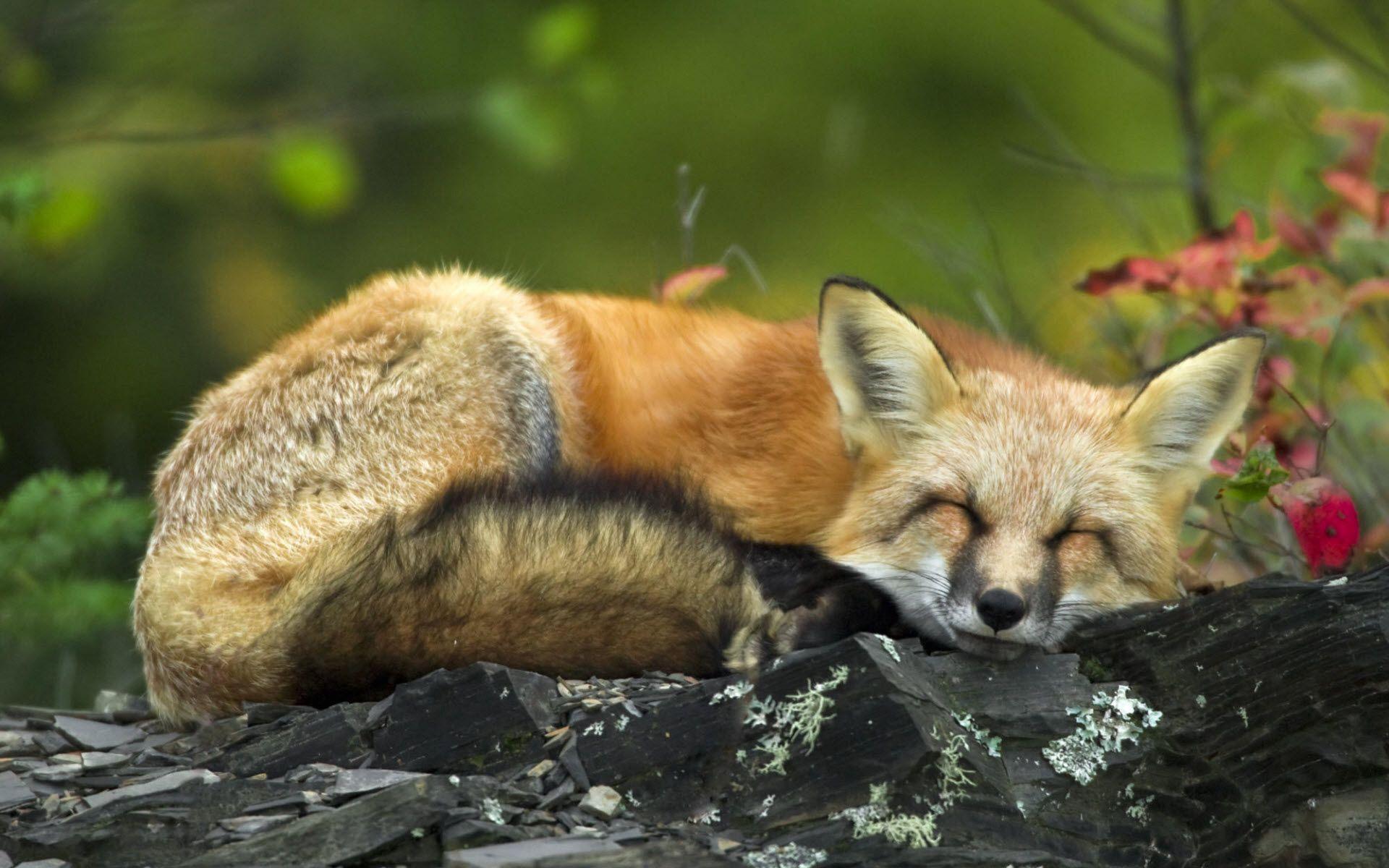 Red Fox Wallpapers Wallpaper Cave