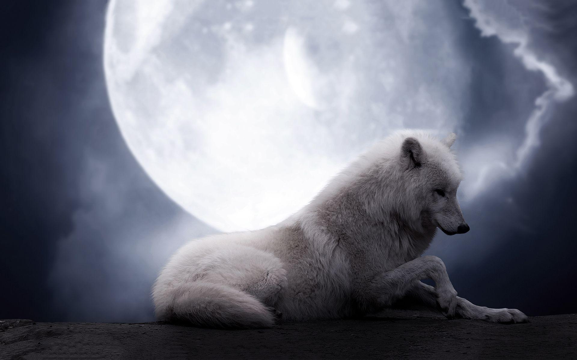 Free HD Wolf Wallpapers Wallpaper Cave